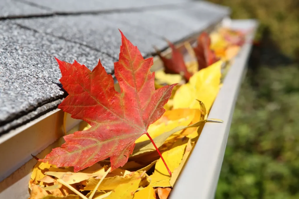 A gutter filled with leaves and a red maple leaf.