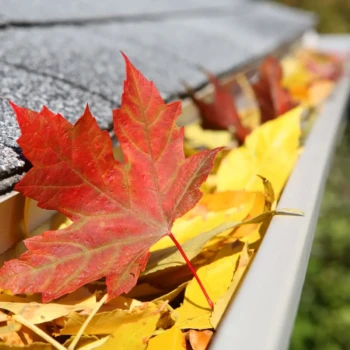 Close-up of a house gutter filled with yellow and red autumn leaves beneath a shingled roof.